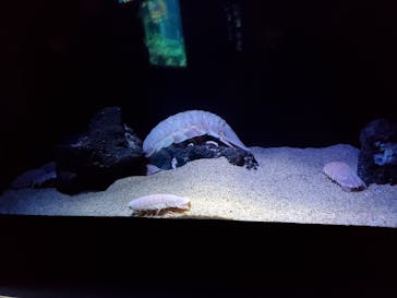 サンシャイン水族館に投稿された画像（2022/11/14）