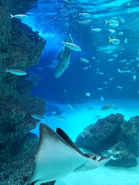サンシャイン水族館に投稿された画像（2022/11/14）