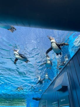 サンシャイン水族館に投稿された画像（2022/11/14）