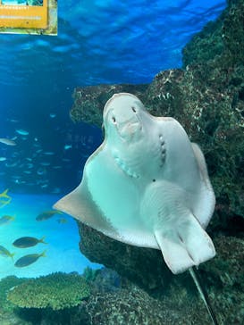 サンシャイン水族館に投稿された画像（2022/11/14）