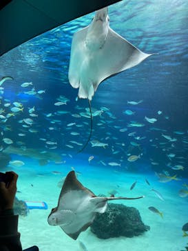 サンシャイン水族館に投稿された画像（2022/11/14）