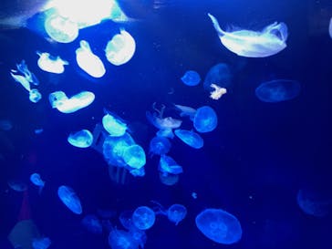 サンシャイン水族館に投稿された画像（2022/11/14）