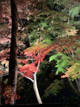 ムーミンバレーパークに投稿された画像（2022/11/14）