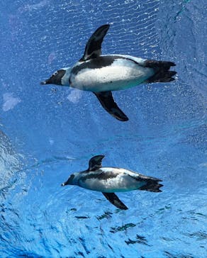 サンシャイン水族館に投稿された画像（2022/11/14）