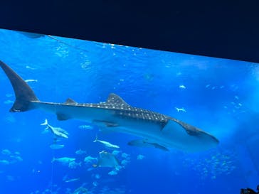 沖縄美ら海水族館に投稿された画像（2022/11/14）