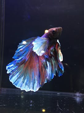 ゼロ距離水族館 伊勢シーパラダイスに投稿された画像（2022/11/14）