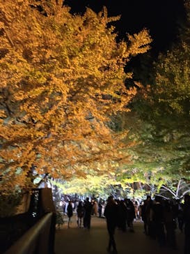 国営昭和記念公園 秋の夜散歩に投稿された画像（2022/11/14）