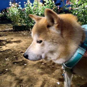 いばらきフラワーパークに投稿された画像（2022/11/14）