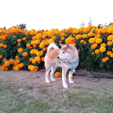 いばらきフラワーパークに投稿された画像（2022/11/14）