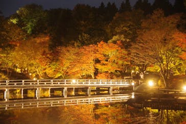 国営昭和記念公園 秋の夜散歩に投稿された画像（2022/11/14）