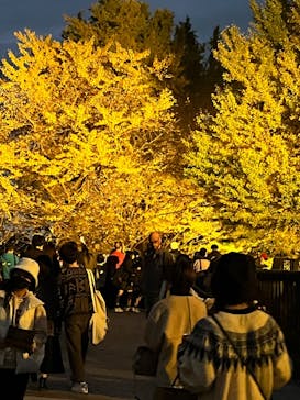 国営昭和記念公園 秋の夜散歩に投稿された画像（2022/11/15）