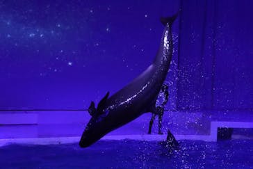アクアワールド茨城県大洗水族館に投稿された画像（2022/11/15）