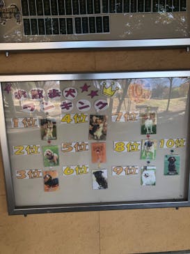 世界の名犬牧場に投稿された画像（2022/11/15）