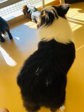 世界の名犬牧場に投稿された画像（2022/11/15）