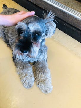 世界の名犬牧場に投稿された画像（2022/11/15）