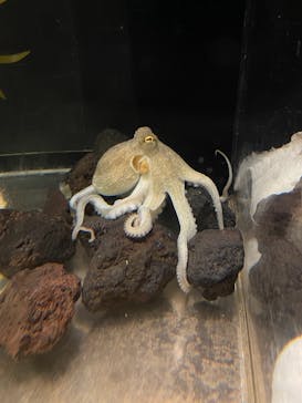 しながわ水族館に投稿された画像（2022/11/15）