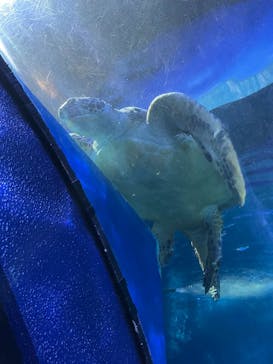 しながわ水族館に投稿された画像（2022/11/15）