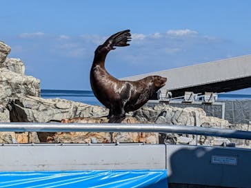 大分マリーンパレス水族館 「うみたまご」に投稿された画像（2022/11/15）