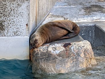 大分マリーンパレス水族館 「うみたまご」に投稿された画像（2022/11/15）