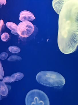 大分マリーンパレス水族館 「うみたまご」に投稿された画像（2022/11/15）