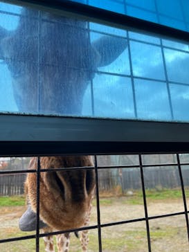 那須サファリパークに投稿された画像（2022/11/15）