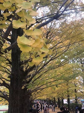 国営昭和記念公園 秋の夜散歩に投稿された画像（2022/11/15）