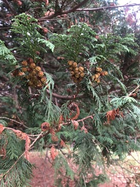 国営昭和記念公園 秋の夜散歩に投稿された画像（2022/11/15）