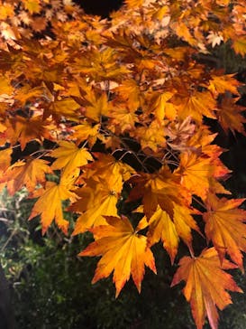 国営昭和記念公園 秋の夜散歩に投稿された画像（2022/11/15）