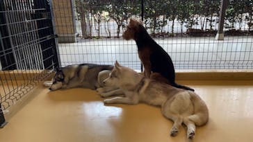 世界の名犬牧場に投稿された画像（2022/11/15）