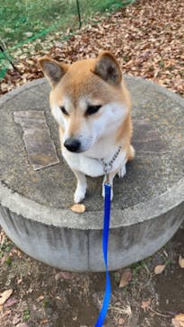 世界の名犬牧場に投稿された画像（2022/11/15）