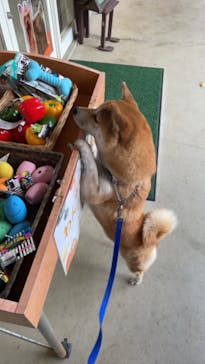 世界の名犬牧場に投稿された画像（2022/11/15）