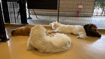 世界の名犬牧場に投稿された画像（2022/11/15）