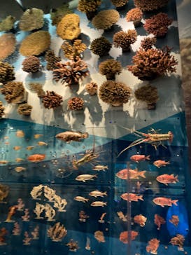 国立科学博物館に投稿された画像（2022/11/15）