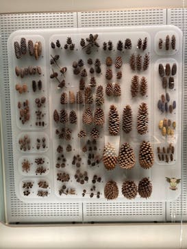 国立科学博物館に投稿された画像（2022/11/15）