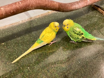 Moff animal cafe MARKIS 福岡ももち店に投稿された画像（2022/11/15）