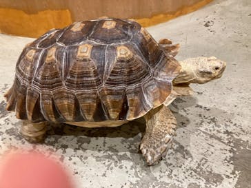 Moff animal cafe MARKIS 福岡ももち店に投稿された画像（2022/11/15）