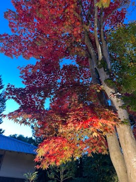 国営昭和記念公園 秋の夜散歩に投稿された画像（2022/11/15）