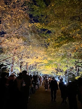 国営昭和記念公園 秋の夜散歩に投稿された画像（2022/11/15）