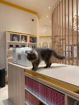 猫カフェモカ　イオンモール幕張新都心店に投稿された画像（2022/11/16）