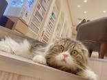 猫カフェモカ　イオンモール幕張新都心店に投稿された画像（2022/11/16）