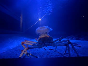 環境水族館アクアマリンふくしまに投稿された画像（2022/11/16）