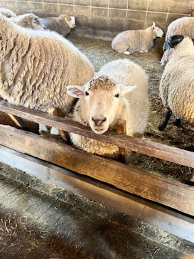 まかいの牧場に投稿された画像（2022/11/16）