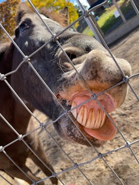 伊香保グリーン牧場に投稿された画像（2022/11/16）