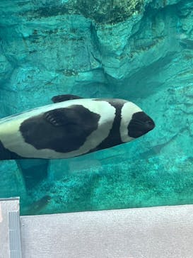 環境水族館アクアマリンふくしまに投稿された画像（2022/11/16）