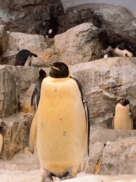 名古屋港水族館に投稿された画像（2022/11/16）