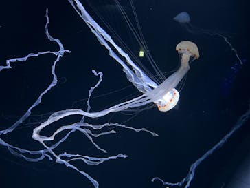 サンシャイン水族館に投稿された画像（2022/11/16）