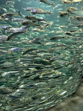 サンシャイン水族館に投稿された画像（2022/11/16）