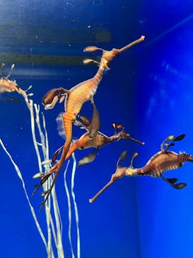 サンシャイン水族館に投稿された画像（2022/11/16）