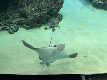 サンシャイン水族館に投稿された画像（2022/11/16）