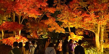 国営昭和記念公園 秋の夜散歩に投稿された画像（2022/11/16）